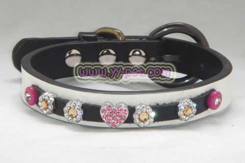 dog collar 