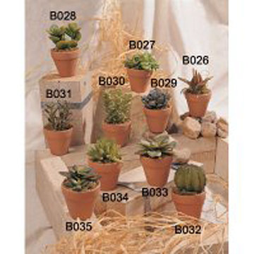 Various Cactus In Pot
