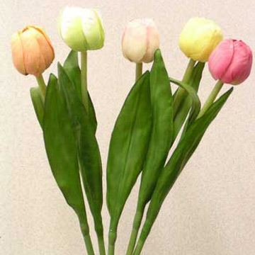 Single Tulips