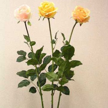 Single Queen Roses