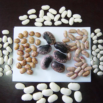 White Kidney Beans