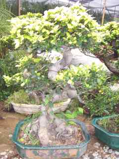 Ficus,  Pachira macrocarpa  &  other bonsai trees