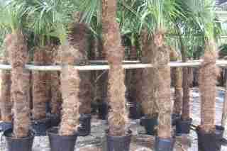 Trachycarpus fortunei 