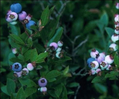 Bilberry Extract Powders