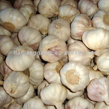 Garlic