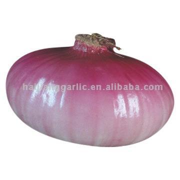 Onion