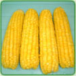 Sweet Corns