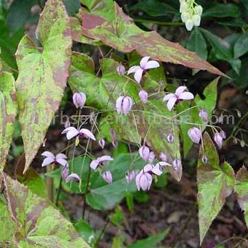 Horny Goat Weed Powder Extracts