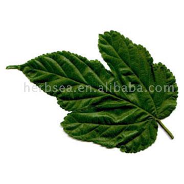 Mulberry Leaves Powder Extracts