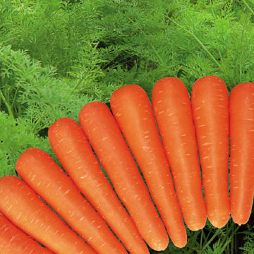 Chinese Fresh Carrots