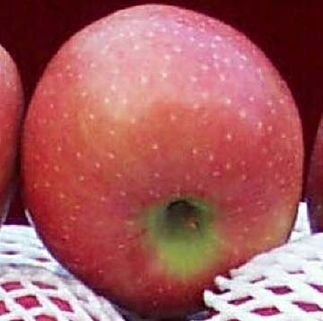 Red Star Apples