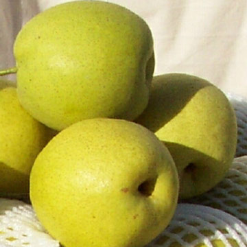 Shandong Pears