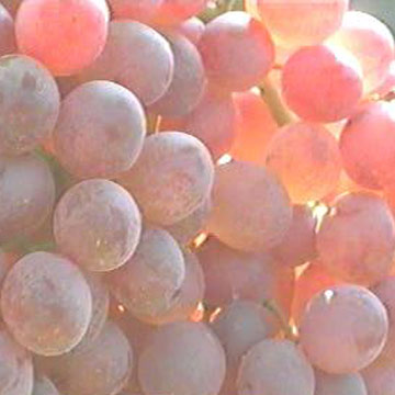 Red Globe Grapes