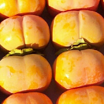 Fuyu Persimmons