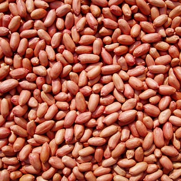 Roasted Peanut with Red Skin (Deep Color)