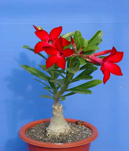 Potted flowers: Adenium obesum (Desert Rose)