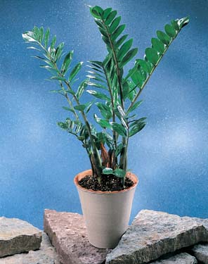 Potted plant: Zamioculcas zamiifolia (Money Tree)