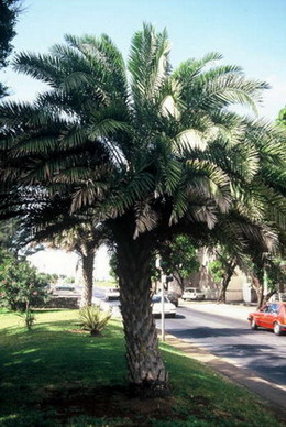 Palm tree: Phoenix sylvestris