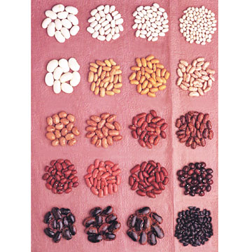 Kidney Beans