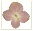 A Flowers & Petals