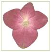 A Flowers & Petals