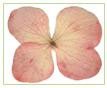A Flowers & Petals