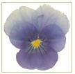 A Flowers & Petals