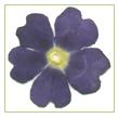 A Flowers & Petals