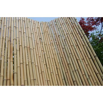 Bamboo Fence