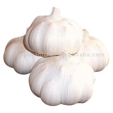 garlics