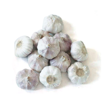 Regular White Garlics