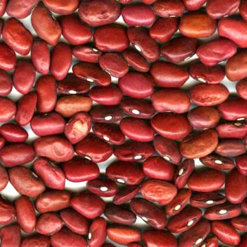 Small Red Kidney Bean