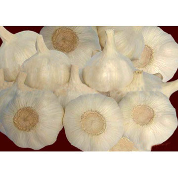 Normal White Garlic