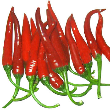 chili hot pepper red