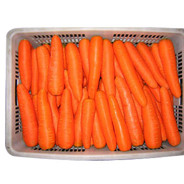 Fresh Carrots