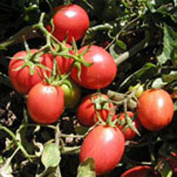 lycopene tomato 