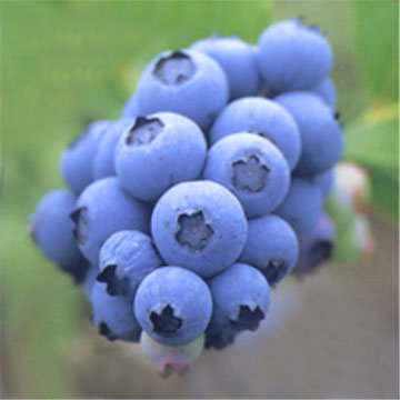 Bilberry