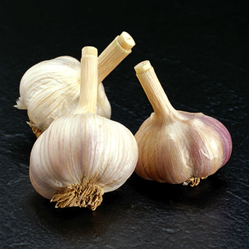 Garlic P.E.