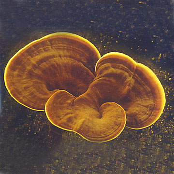 Reishi Mushroom