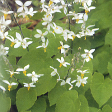 Epimedium Brevicornum P.E