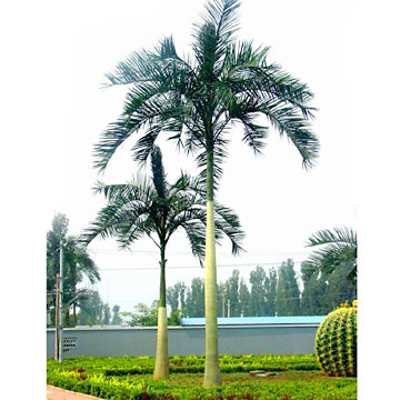 Wild Date Palm Trees