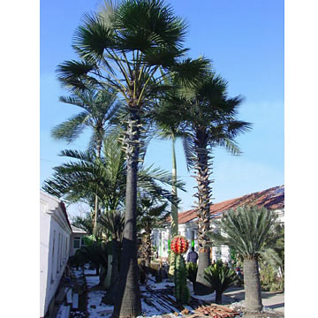 Sago Palm Trees