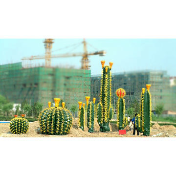 Cactuses