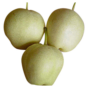 Big Early Su Pear