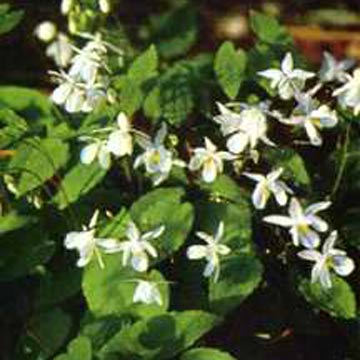 epimedium extract 