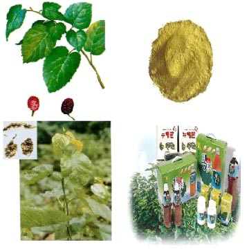 Mulberry Leaf Extracts