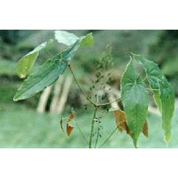 Epimedium Extracts