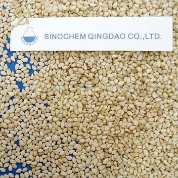 oil seed sesame 