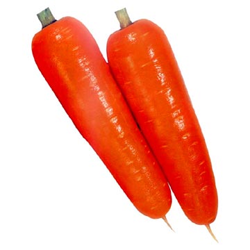 Fresh Carrots