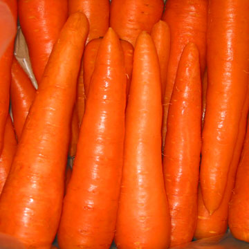 Carrot